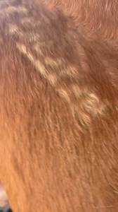 Auction Horses Rescue on Reels | Facebook