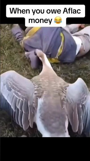 Aflac 🦢 vs Geico 🦎