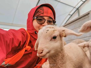 New Zealand Working Holiday Job #11: Lamb Rearing - RooWanders