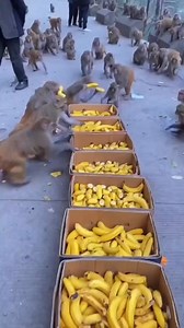 Excuse me I am hungry too 🐒🍌 | Beautiful Nature Photos