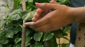 Female Clapping Natural Tree Leaf Background Stable Mode Footage