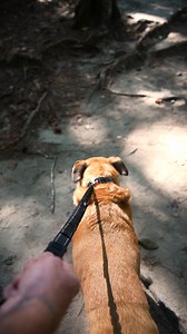 Zero Shock™ Technology is our advanced shock-absorbing feature which reduces strain, providing comfort for both you and your dog. | EzyDog North America