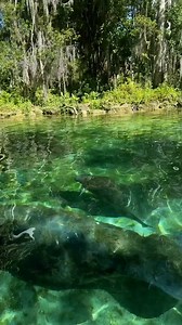 Your view from our clear kayaks at Crystal River🥹 | Get Up And Go Kayaking