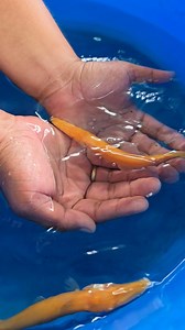 Banana Yellow Albino Gar | Oyeee Petshop