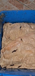 119K views · 1.5K reactions | Napakatinding bongsos na pitong buwan. Pati mga maggots hindi kinaya. Pasintabi sa lahat ng viewers. #CordiBoy #Kaaprswa | Cordi.Boy | Facebook