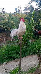 223K views · 3.6K reactions | Funny rooster crowing compilation | Wild BIRDS | Facebook