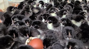 2.3K views · 155 reactions | Black copper Marans baby chicks hatching at cackle hatchery | Cackle Hatchery | Facebook