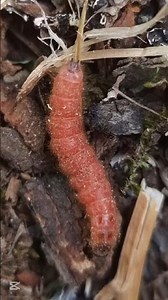 Larva of a Plum Fruit Moth🪱🌿🧐 #nature #insects #larva #interesting #naturelovers