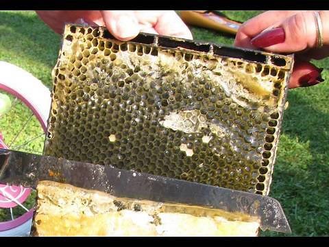 Getting Honey from the Hive