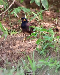 Myna bird | 𝐍𝐚𝐭𝐮𝐫𝐞 𝐏𝐡𝐨𝐭𝐨𝐬 𝐁𝐨𝐨𝐤