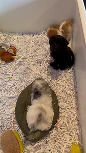 41 reactions · 5 comments | Doggie Door on Reels | Facebook