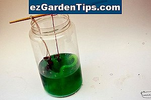 Cómo mezclar una solución ácida de bórax para un pulverizador para matar hormigas en todo el perímetro 🌱 Tips Jardineros - Es.ezGardenTips.com