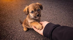 1.3K views · 27 reactions | He Came Begging for Milk for His...