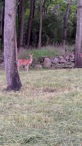 12K views | GoatsofAnarchy on Reels | Facebook