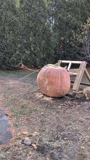 she was starting to get sloppy 🎃 #giantpumpkin #asmr #gardening #pumpkin | northeastgiantpumpkin