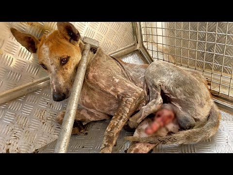 Rescue Dog With Penile Tumor | Treatment of Transmissible Venereal Tumor(TVT) in Dogs