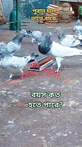 286K views · 8.6K reactions | Breeding male #কবুতর #viralshorts #petcare #pet #virals #pigeon #petlovers | Liton Kabir | Facebook