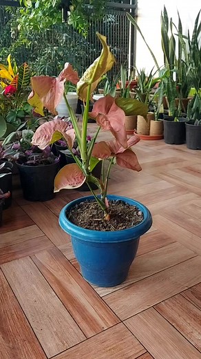 Looking for a new plant project? Try water rooting Syngonium Pink Neon! It's a fun and rewarding way to add more plants to your collection. #syngoniumpinkneon #syngoniumpropagation #waterpropagation | Flower lovers
