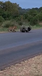 2.7M views · 10K reactions | Watch as porcupine parents frantically protect their offspring with their piercing quills against the deadly claws and jaws of a hungry leopard #safari #bush #animal #wildanimals #wild #naturelover #travel #wildlife #borntobewild #nature #quill #porcupine #Mfundo #africa #AfricanBushKingdom Incredible footage courtesy of Mfundo on Safari in the African Bush Kingdom | African Bush Kingdom | Facebook