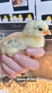 Uniting Elanora residents in Shellharbour have fallen in love with their new feathered friends. 🐣 During the 2-week hatching program, residents welcomed 7 chicks and 3 ducks. They were assigned different roles and assisted with feeding and watering and cleaning the cage. "I love watching our residents get excited to race down every morning to see if there was more babies or how they have grown," said Uniting Elanora Quality Coordinator, Logan Stoker. There was even a competition created for the