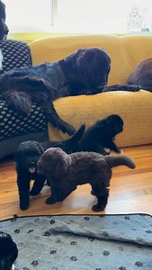 It’s a rare condition… this much love in one room 🐾🤍 #familymatters #bsharrisbreezenewfoundlands #newfielove #puppies #love | B’sharri’s Breeze Newfoundlands