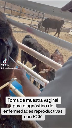La PCR (reacción en cadena de la polimerasa) es un método múy útil para diagnosticar enfermedades infecciosas en ganado bovino como brucela, leptospiras, IBR, entre otras. #bovinosvirtual #invitroméxico #bovinos #reproduccionbovina #p | Bovinosvirtual