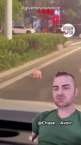 Although not very common, pregnant pigs can be sent to slaughter. We hear stories of rescued pigs giving birth to piglets in sanctuaries. 🐷 But here we see a new born piglet, who has fallen from the truck where their mother would have sadly remained. 💔 This is a public display of our huge disregard for sentient life. But we are very thankful this piglet was rescued! (If anyone knows the whereabouts of this piglet, or the original source of this video - please let us know!) As 'Chase__Avior' (I