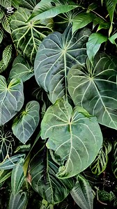 Anthurium magnificum was the first anthurium I acquired, and it sparked my enduring love for aroids. With its velvety, dark green leaves contrasting the striking white or silver veins and prominent basal lobes, this is truly a species to behold. Each leaf begins as a deep burgundy, transitioning through orange and light green before maturing into a lush dark green. The quadrangular leaf stalk distinguishes the magnificum from other anthuriums. Mature leaves can grow as large as 90 cm, though the