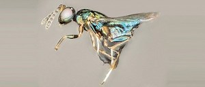 Zombie Wasps Found Infected With Different, Smaller Brain-Eating Wasps - SlashGear