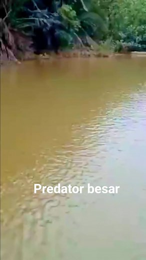#penampakan predator ganas #reel vidio #jangkauan luas | Pian Jack