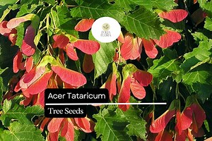 10 Seeds Acer Tataricum, Tatarian Maple Tree, Hardy Deciduous Ornamental Shade Tree - Etsy Canada