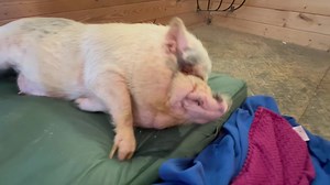 18K views · 1.4K reactions | Waking Hamilton up in the morning. I swear! Kicked off all his covers and was lying there naked in bed. My kids frequently kicked all their covers off but at least they kept their pajamas on. I just don’t understand why everyone doesn’t accept one of the few universal truths. When mama is cold everyone is cold and needs a blanket and/or a sweater. 略 | Frog Song Farm Sanctuary | Facebook