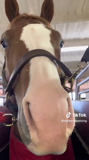 Matt Mills Reining on TikTok
