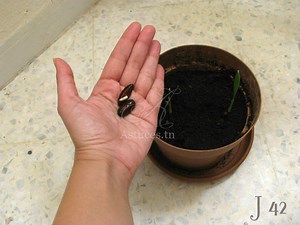 Comment faire pousser des dattes ?