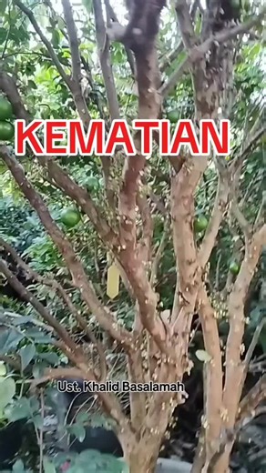 luina Plants on TikTok