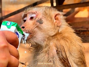Sick old monkey nearing end of life. The old monkey became extremely thin and weak | MiMi Monkey