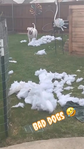 These dogs are hilarious 😂 #doglife #doglover #StarsEverywhere | Jacqueline Rosado