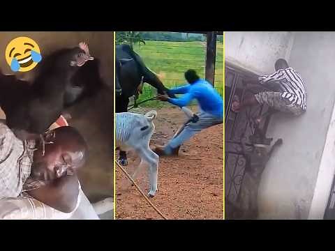 The Funniest Animal Videos of All Time