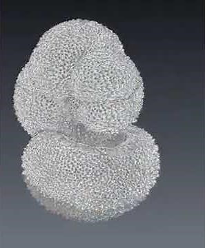 Globigerinella foraminifera