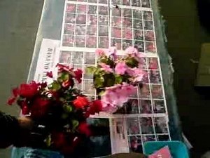 インパチェンスの育て方