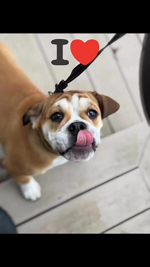 #Beabull #puppies #petsitter #dogs #bulldogsofinstagram | Cuddles & Care Pet Sitting Service, LLC