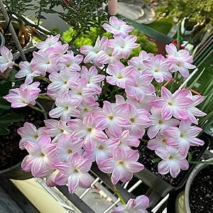 5pcs White-Pink snowdrops Bulbs for Planting Now Spring Flowering Bulbs Double Single snowdrops Bulbs Bulb Collection Pack Wild Daffodil (Diameter: 0.8in)