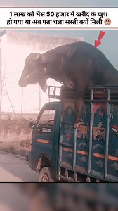 #murrha #bull | Vikram Singh Jaat
