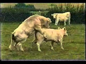 toro montando MSD Finca Productiva Reproduccion