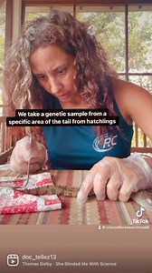 Science! The @crocodileresearchcoalition takes various data of crocodiles from our permitted research. Here, we are taking a genetic sample for future analysis to answer various questions that can help us move forward in our conservation efforts, such as what pure populations of American crocs are left in country (given we know hybridization is occurring between the American and Morelet’s croc in Belize). ————————————————————————— ¡Ciencia! The Crocodile Research Coalition toma varios datos de c