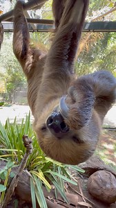 2K views · 139 reactions | Can you hear that? That’s the sound of a very yummy sloth snack! Our sloths get a varied diet of browse, produce, and even eggs to keep them healthy. Pono here is happily crunching and munching on some sweet potato. 殮❤️ #slothsnacks #sloth #snacktime #yumyum #sweetpotato #happyandhealthy #honoluluzoo #thehonoluluzoo #honolulu #hawaii | The Honolulu Zoo | Facebook