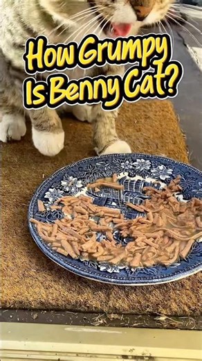 Will Benny Cat Eat Fancy Feast Fish?