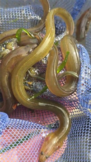 A yellow eel is the main juvenile-to-adult growth stage of the American Eel life cycle.