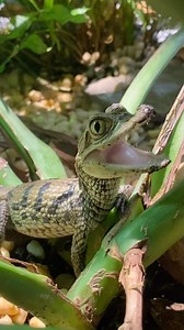 🐊 Our newest additions to the Zoo in Reptilia Vaughan! 🐊 These teeny tiny Spectacled Caiman (Caiman crocodilus) were brought to us by Mississauga Animal Services as illegal animals that were confiscated from their previous owner, along with another animal that we posted about not long ago. (See if you can guess who! 🐍) We’ve put them in a pretty large exhibit for there current size, so we can allow them to grow for the next little while without the stress of having to move them too frequently