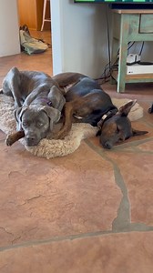 AZ Mastiff Rescue on Reels